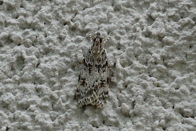Crambidae: Eudonia lacustrata
